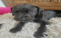 Great Dane dogs for sale: Beautiful KC registered Great Dane Puppies  - Image 8