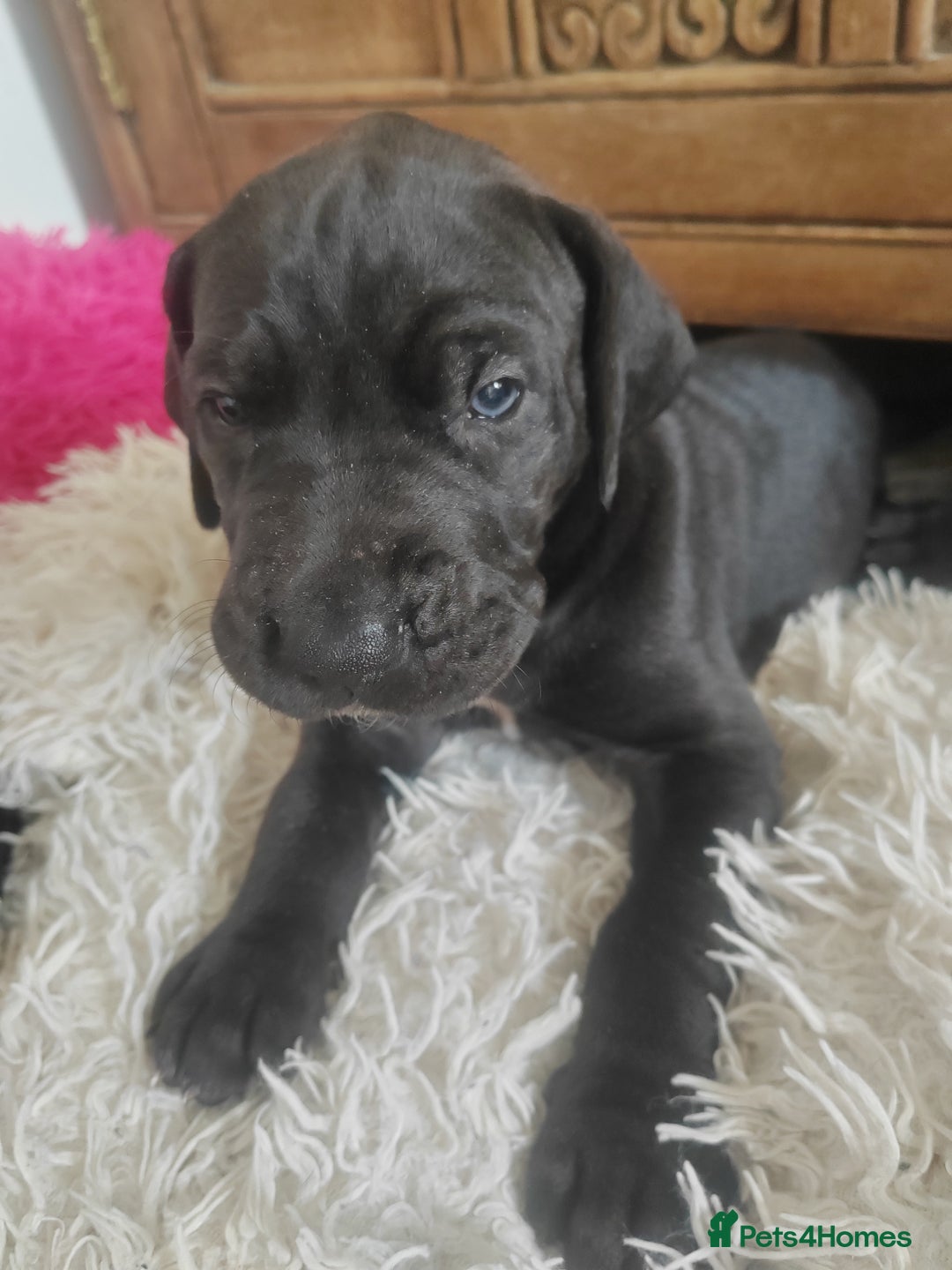 Great Dane dogs for sale: Beautiful KC registered Great Dane Puppies  - Image 8