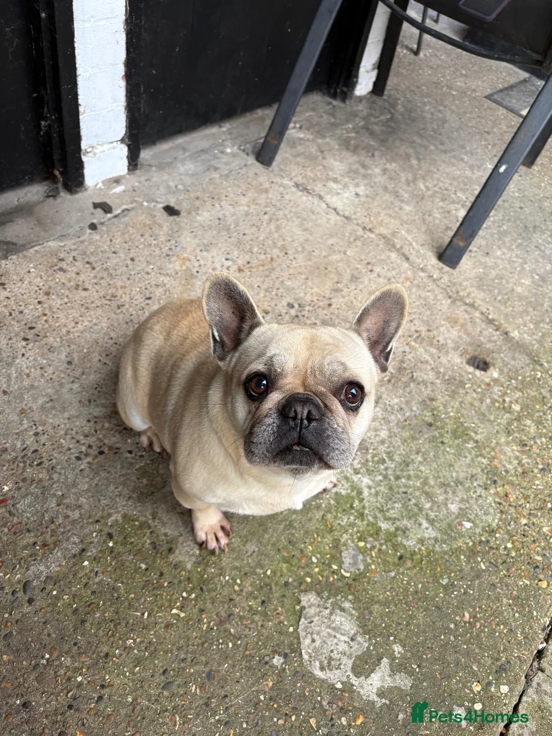French Bulldog dogs for sale: Roxy kc reg french bulldog rehome - Advert 5