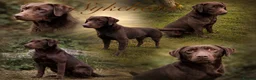 Labrador Retriever dogs for sale: Outstanding choc Labs COI 1% full Health status  in Carlisle - Advert 3