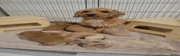 Maltipoo dogs for sale: Beautiful Maltipoo Puppies 4 weeks old  - Advert 4