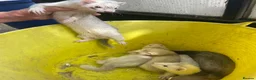 Ferret rodents for sale: Ferrets for sale mixed  in Ilkeston - Advert 1