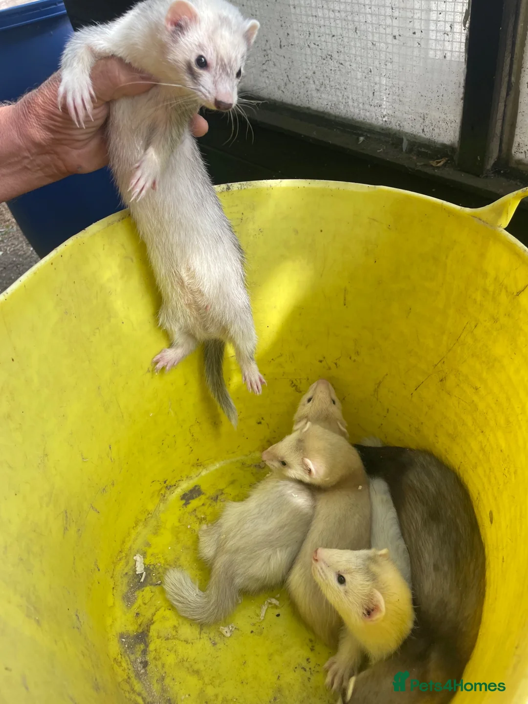 Ferret rodents for sale: Ferrets for sale mixed  in Ilkeston - Advert 1