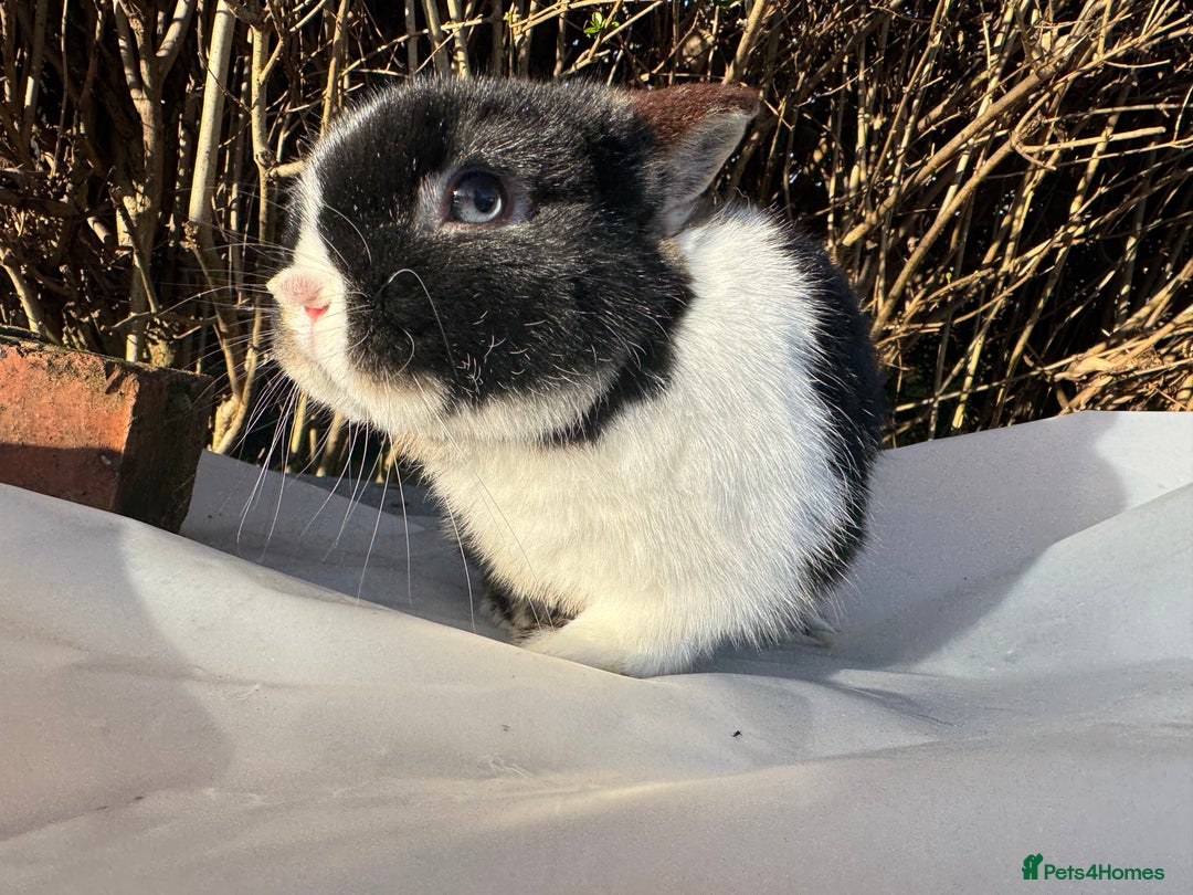 Netherland Dwarf rabbits for sale: Pair of young Netherland Dwarfs doe & buck - Advert 6