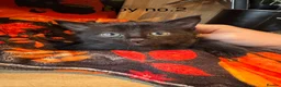 British Longhair cats for sale: Gorgeous kittens for sale  - Advert 2
