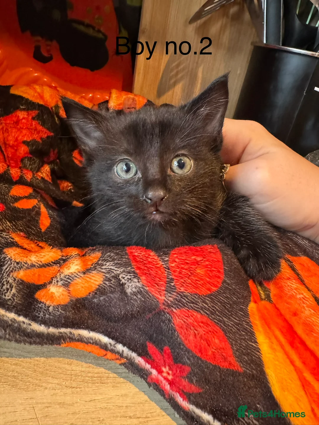 British Longhair cats for sale: Gorgeous kittens for sale  - Advert 2