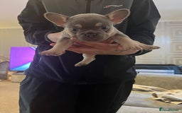 French Bulldog dogs for sale: French bulldog bitches  - Advert 7