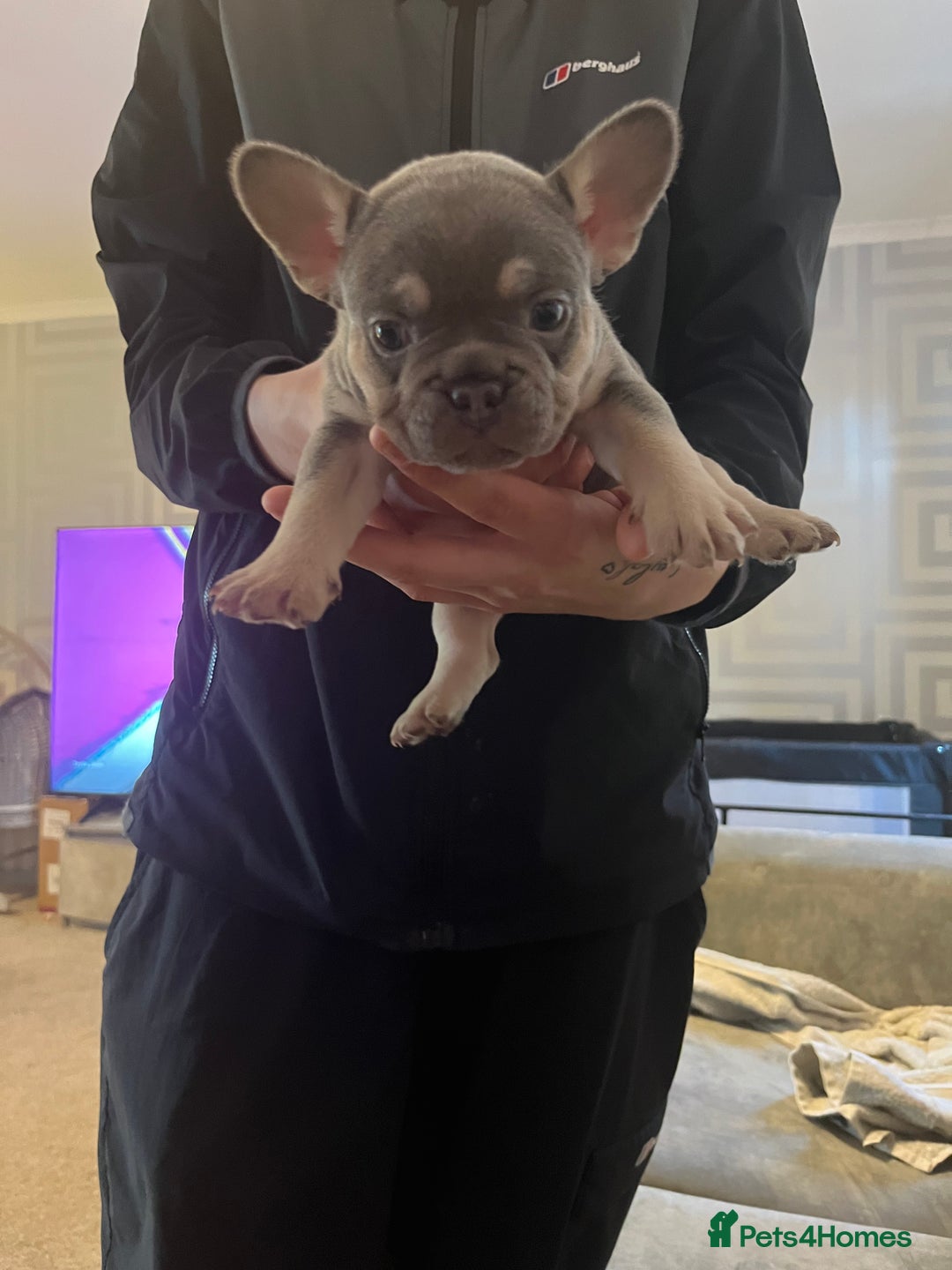 French Bulldog dogs for sale: French bulldog bitches  - Advert 7