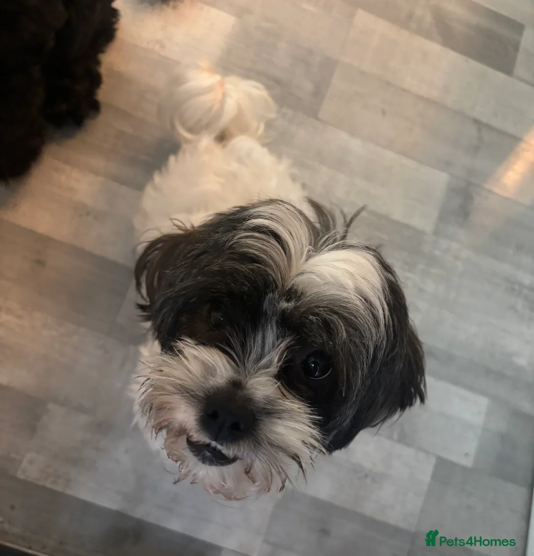 Mixed Breed dogs for sale: Shihpoo puppies - Advert 22