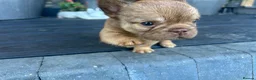 French Bulldog dogs for sale: Fluffy Frenchies  - Advert 21