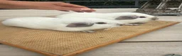 Guinea Pig rodents for sale: Pure bred Californian guinea pigs  - Advert 12