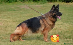 German Shepherd dogs for sale: Purebred German Shepherd Puppies for Sale 🐾 - Image 6