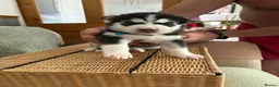 Siberian Husky dogs for sale: Adorable Siberian huskies  in Saint Helens - Advert 19