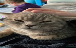 British Shorthair cats for sale: Lilac tabby British shorthair cat - Image 8