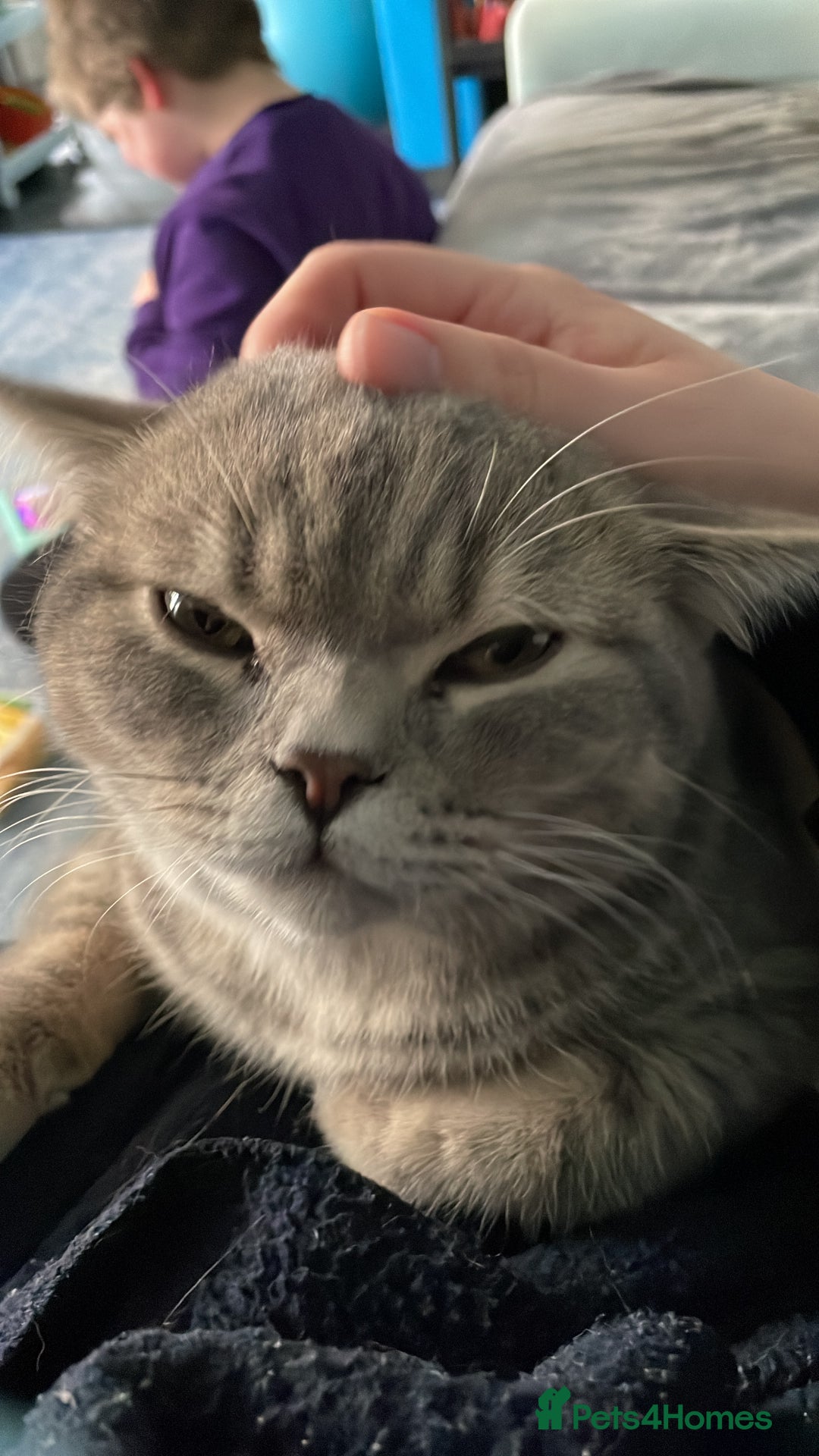 British Shorthair cats for sale: Lilac tabby British shorthair cat - Image 8