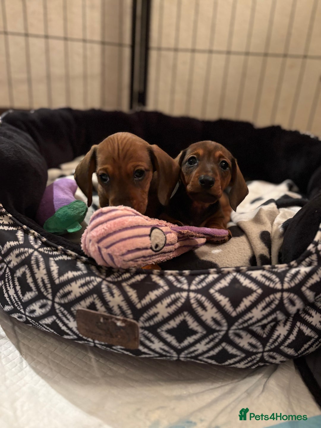 Miniature Dachshund dogs for sale: Vanitonia Miniature Smooth Dachshunds   - Advert 20