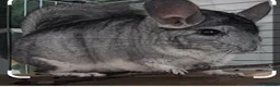Chinchilla rodents for sale: 2 x male chinchillas plus setup - Advert 2
