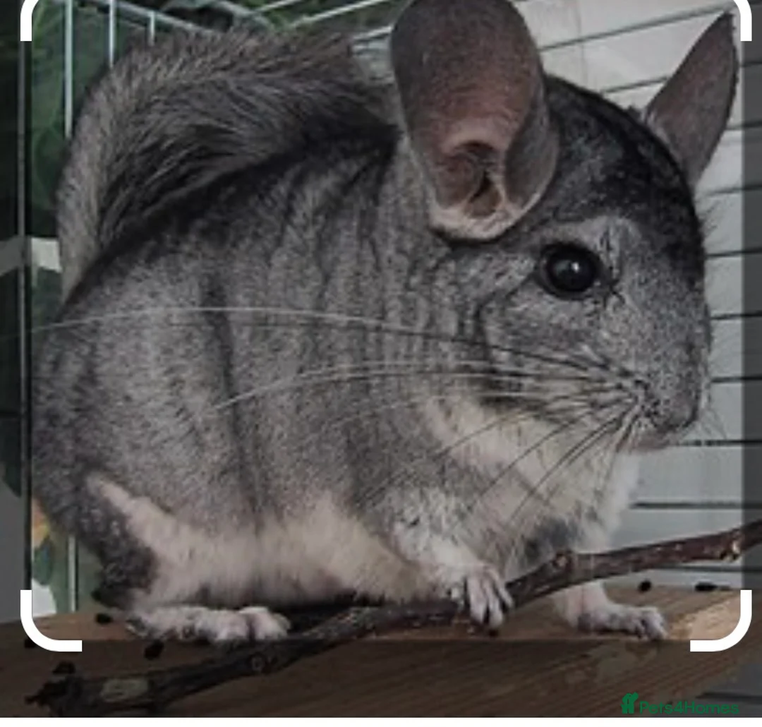 Chinchilla rodents for sale: 2 x male chinchillas plus setup - Advert 2