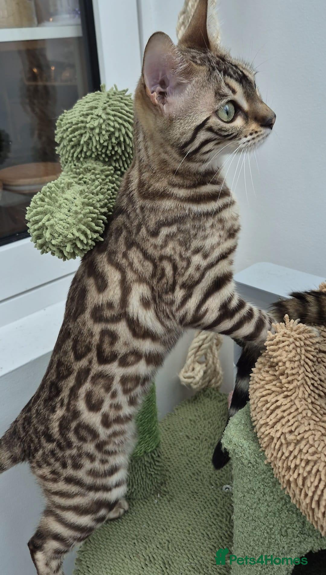 Bengal cats Pure bengal girls - Advert 2