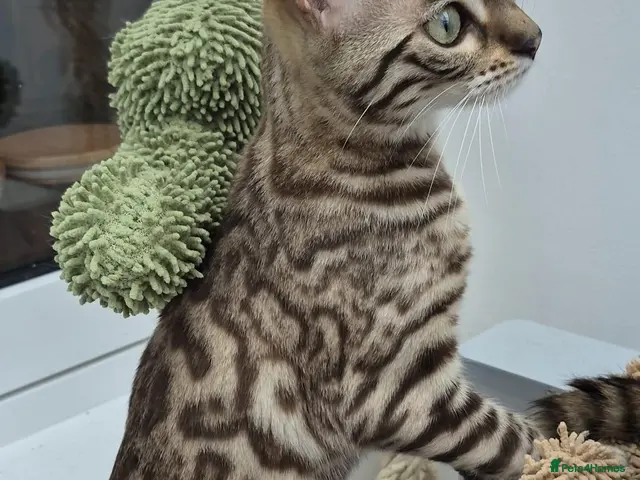 Bengal cats for sale: Pure bengal girls - Advert 2
