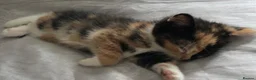 Mixed Breed cats for sale: Velvet kisses  - Advert 22