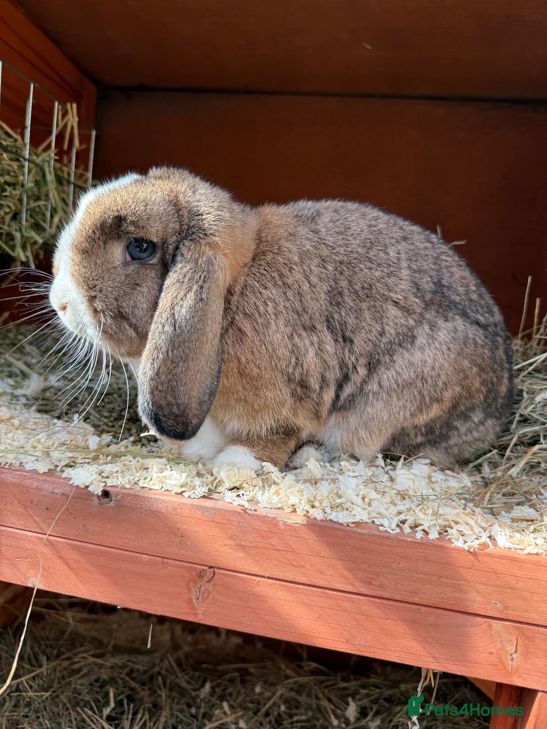 Mini Lop rabbits for sale: Mini Lop babies - Advert 28