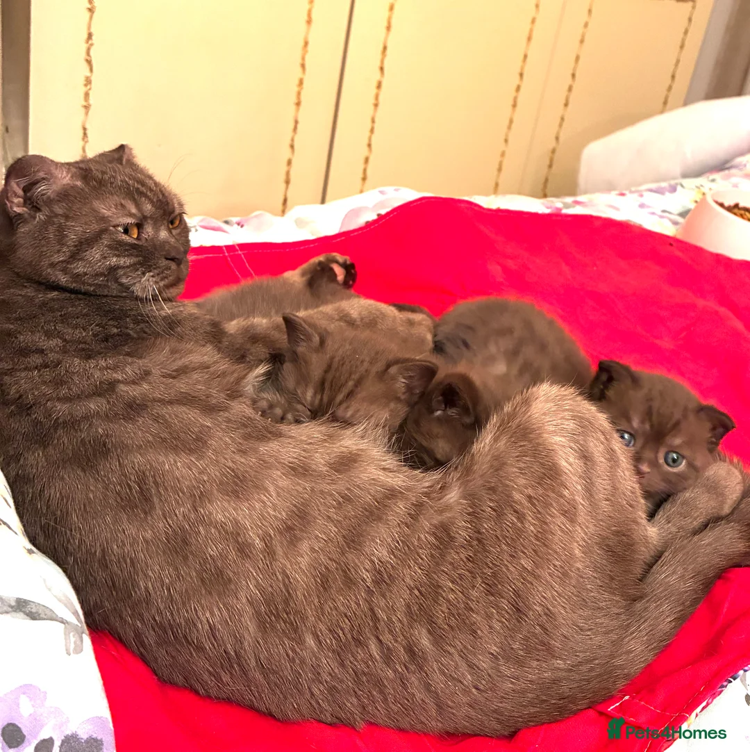 Scottish Fold cats for sale: Scottish Fold Kittens for sale - Advert 1