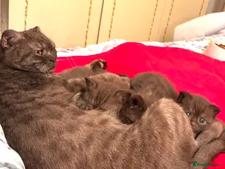 Scottish Fold cats Scottish Fold Kittens for sale - Advert 1