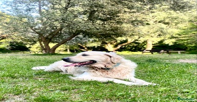 Golden Retriever dogs in Sidcup - Advert 12
