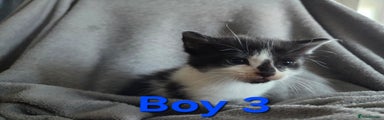 Mixed Breed Kitten 3 Boy