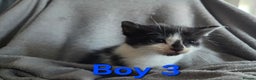 Mixed Breed cats for sale: 5 Fabulous kittens - Advert 30