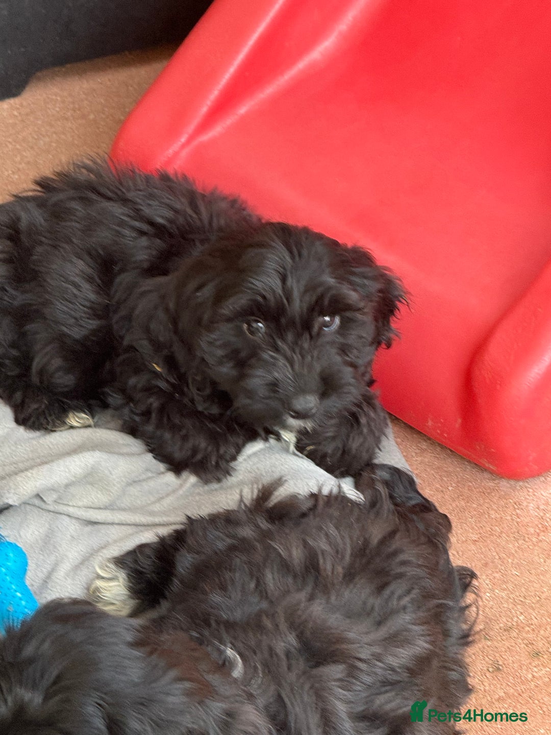 Cockapoo dogs for sale: F1 Puppies for Sale - Image 3