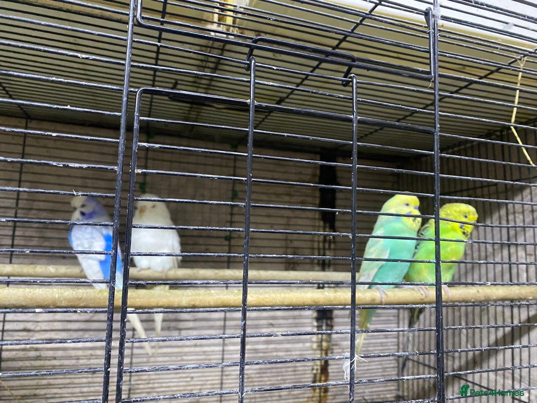 Budgerigars birds for sale: Young budgies for sale - Advert 4
