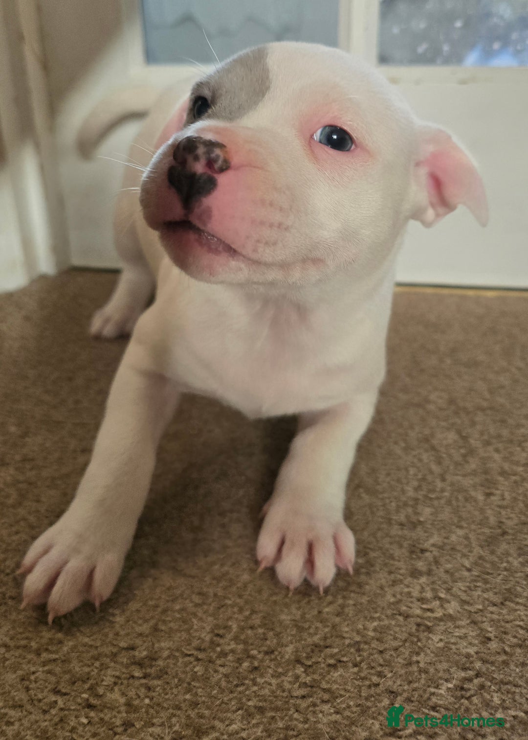American Bull Staffy dogs for sale: Last one Girl Staffordshire waiting for new home - Advert 9