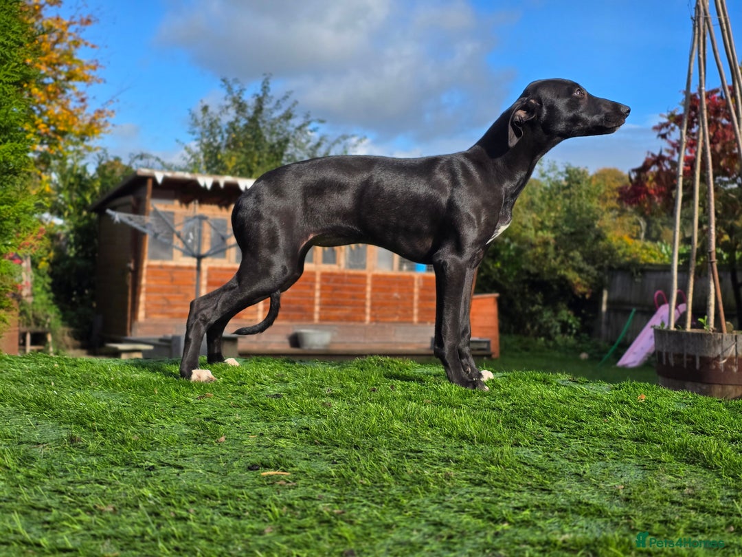 Mixed Breed dogs for sale: Whippet lurcher - Image 1