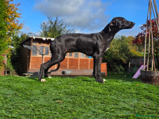 Mixed Breed dogs - Advert 2