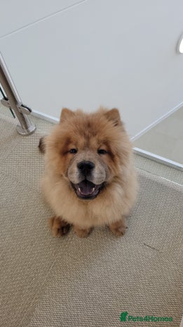 Chow Chow dogs - Advert 13