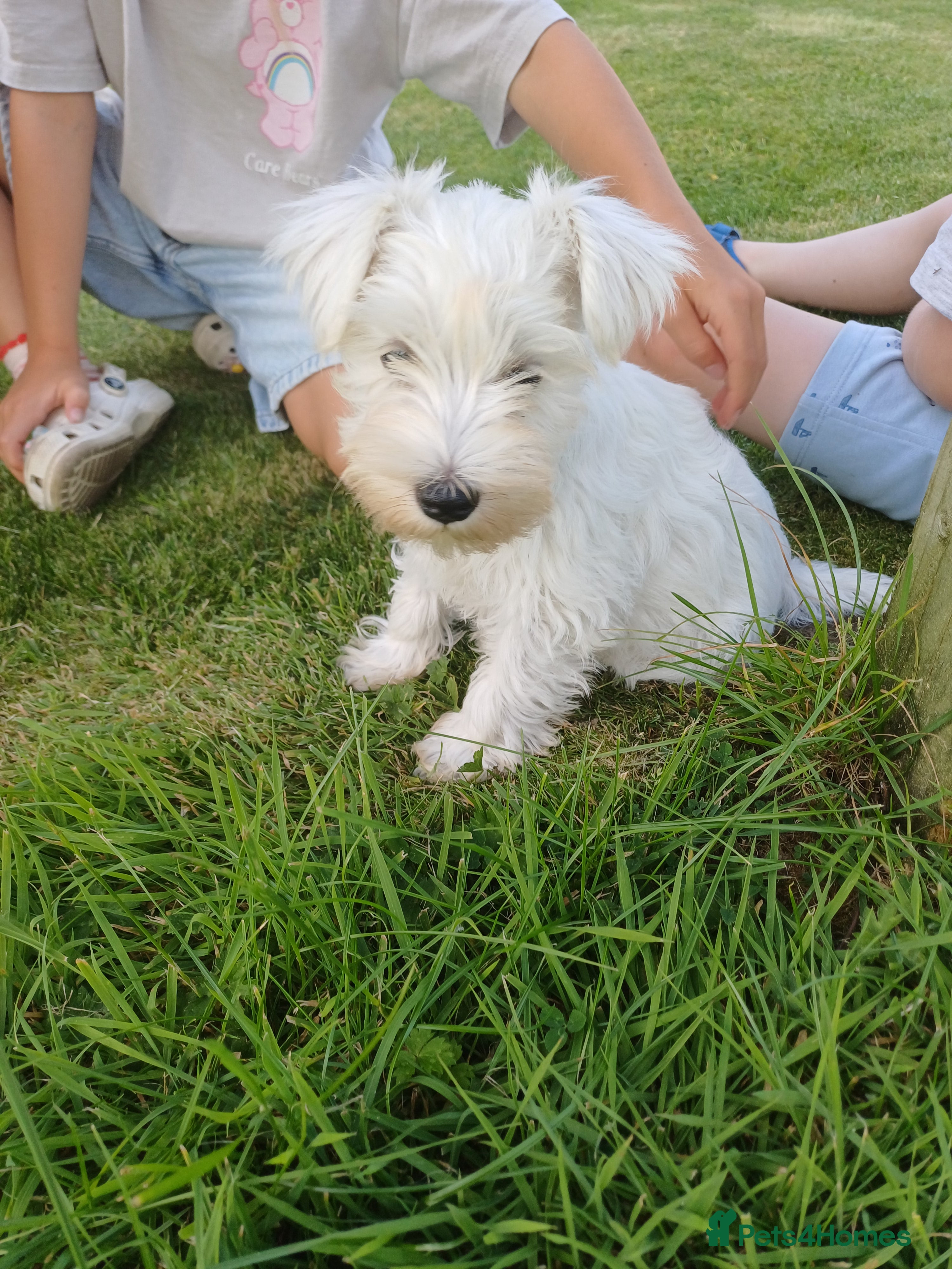 Miniature Schnauzer dogs ***2 Remaining***KC Registered Miniature Schnauzer - Advert 2