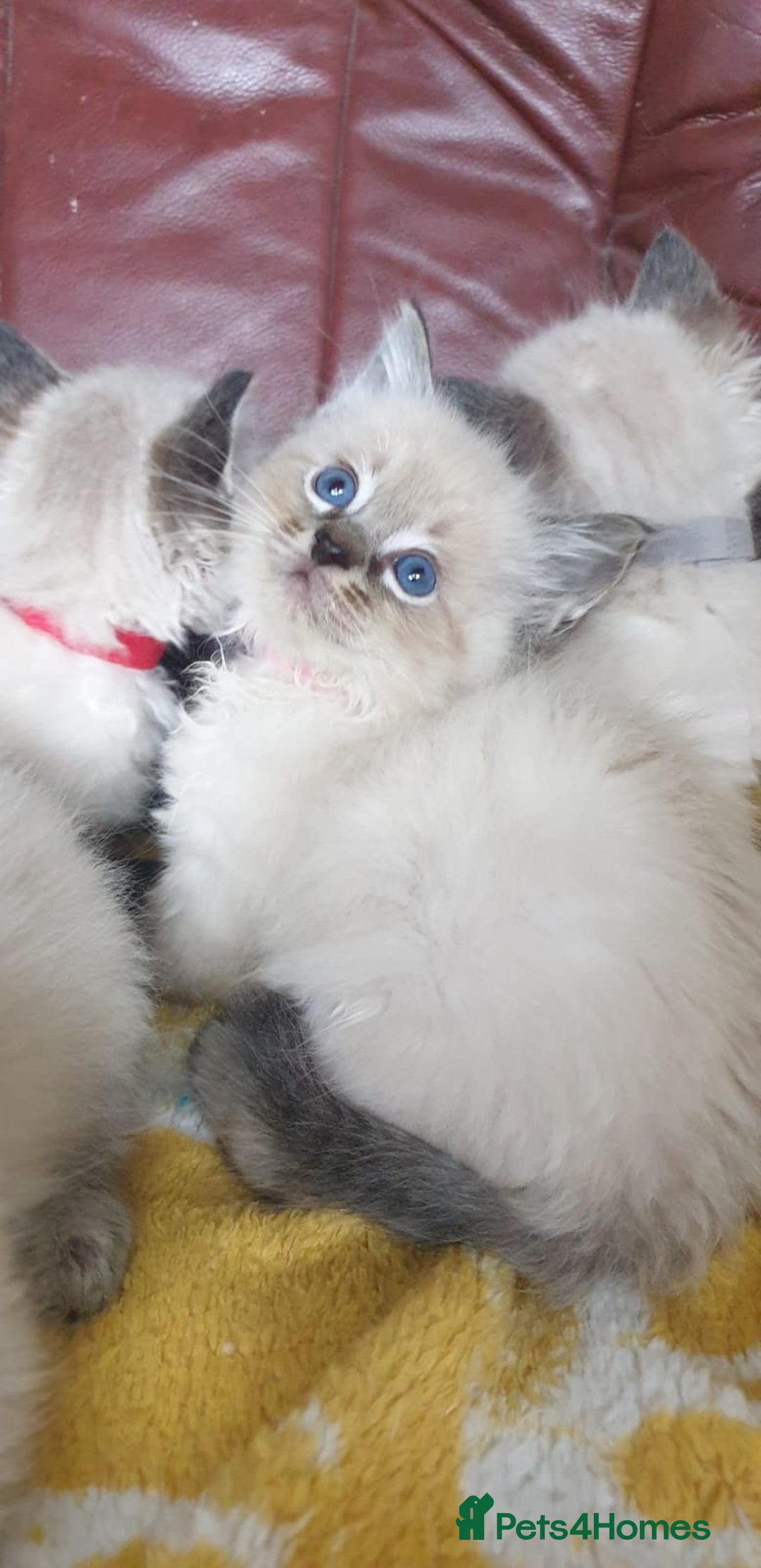 Ragdoll cats for sale: Stunning GCCF Registered Ragdoll Kittens. - Image 13