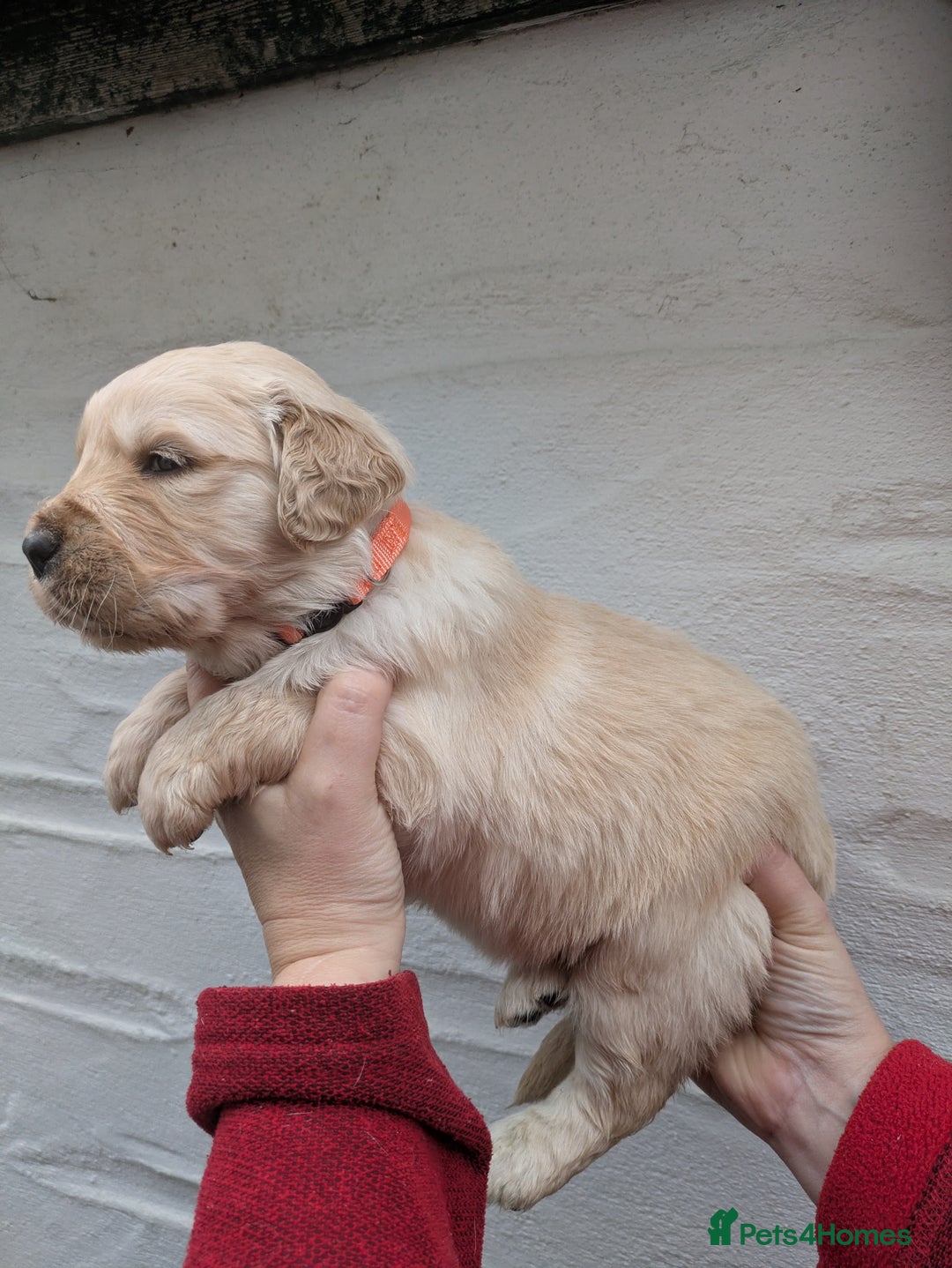 Golden Retriever dogs for sale: KC Top quality golden retrievers - Advert 7