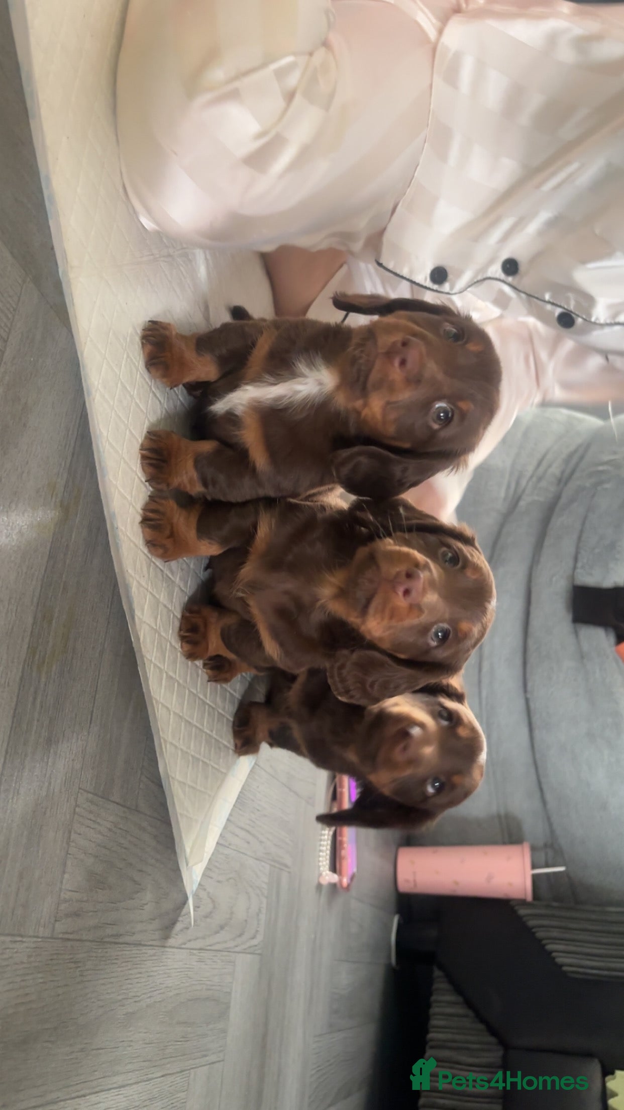 Dachshund dogs Chocolate and tan long haired miniatures  - Advert 15