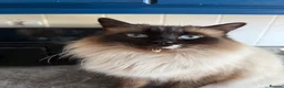 Mixed Breed cats for sale: 3 Siamese/tabby kittens  - Advert 1