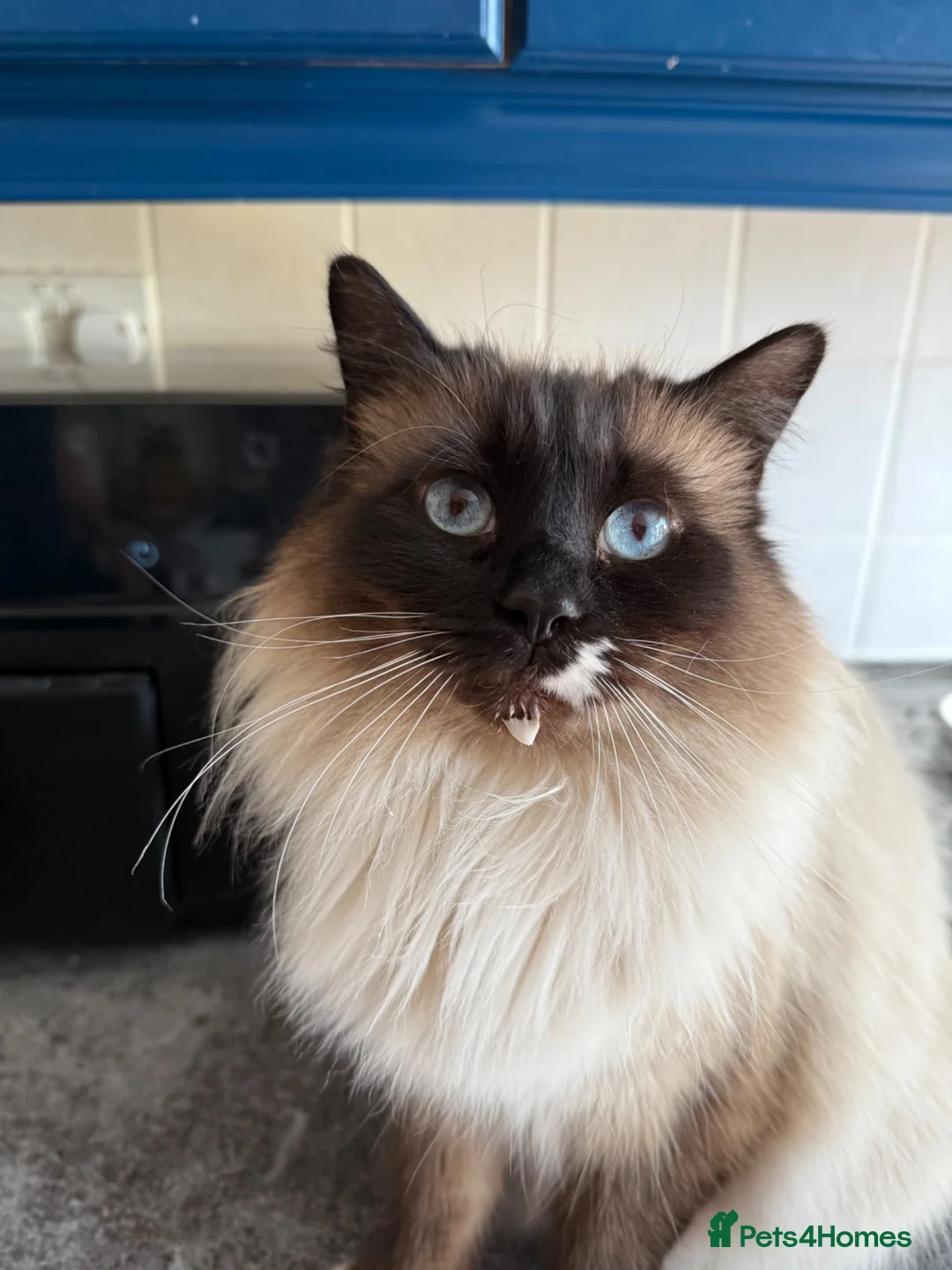 Mixed Breed cats for sale: 3 Siamese/tabby kittens  - Advert 1