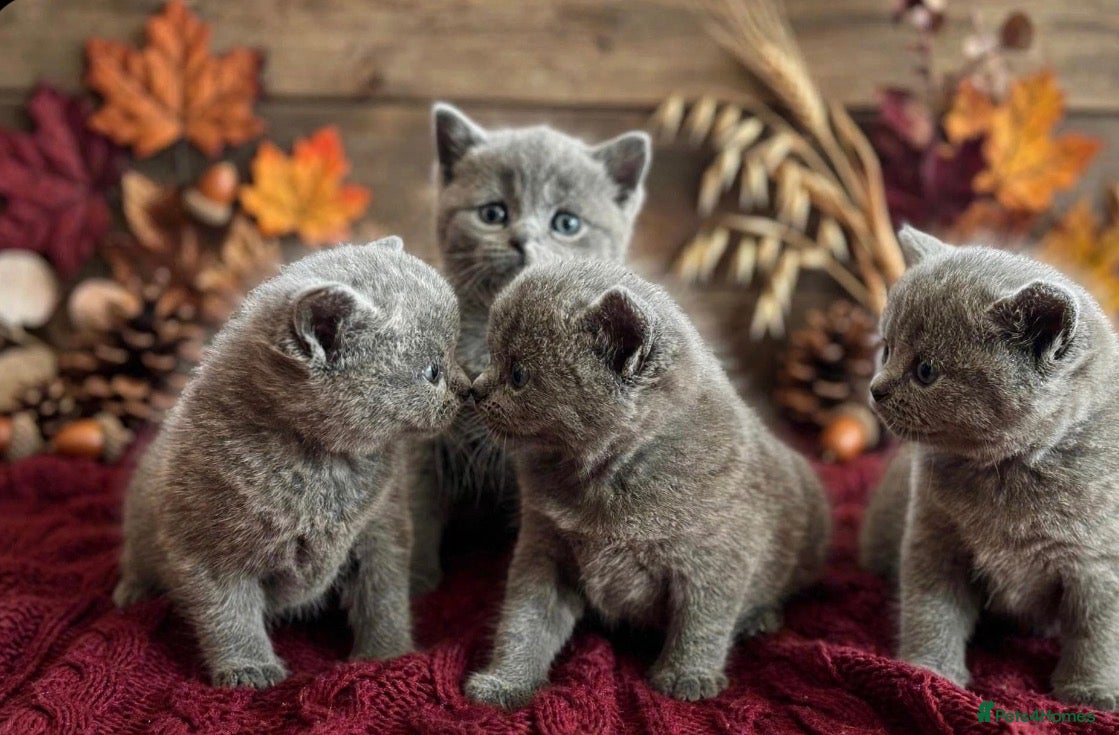 British Shorthair cats Blue British Shorthairs  - Advert 6