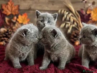 British Shorthair cats Blue British Shorthairs - Advert 6