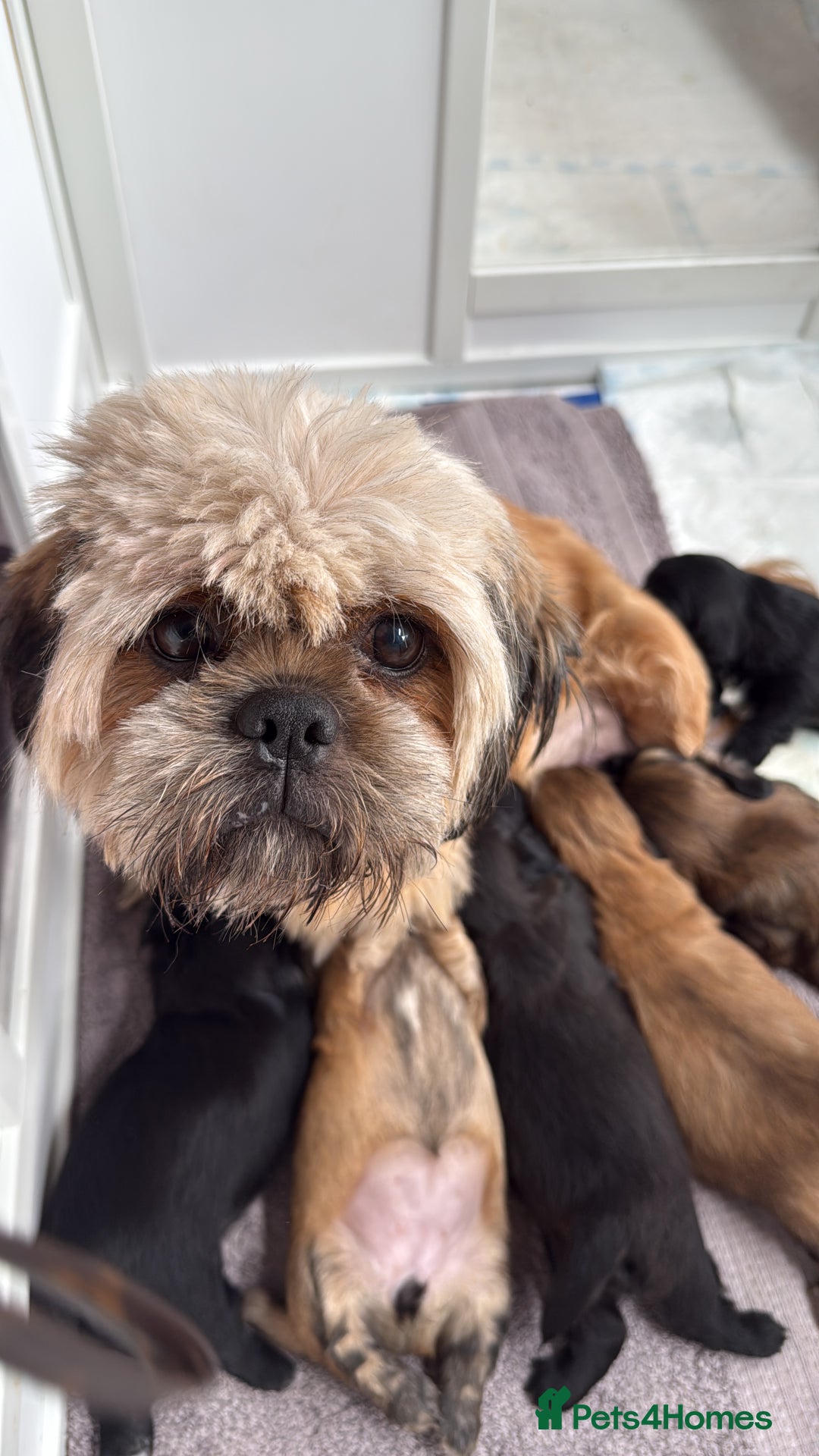 Shih Tzu dogs for sale: Tiny Imperial Shihtzu  Puppies  - Image 20