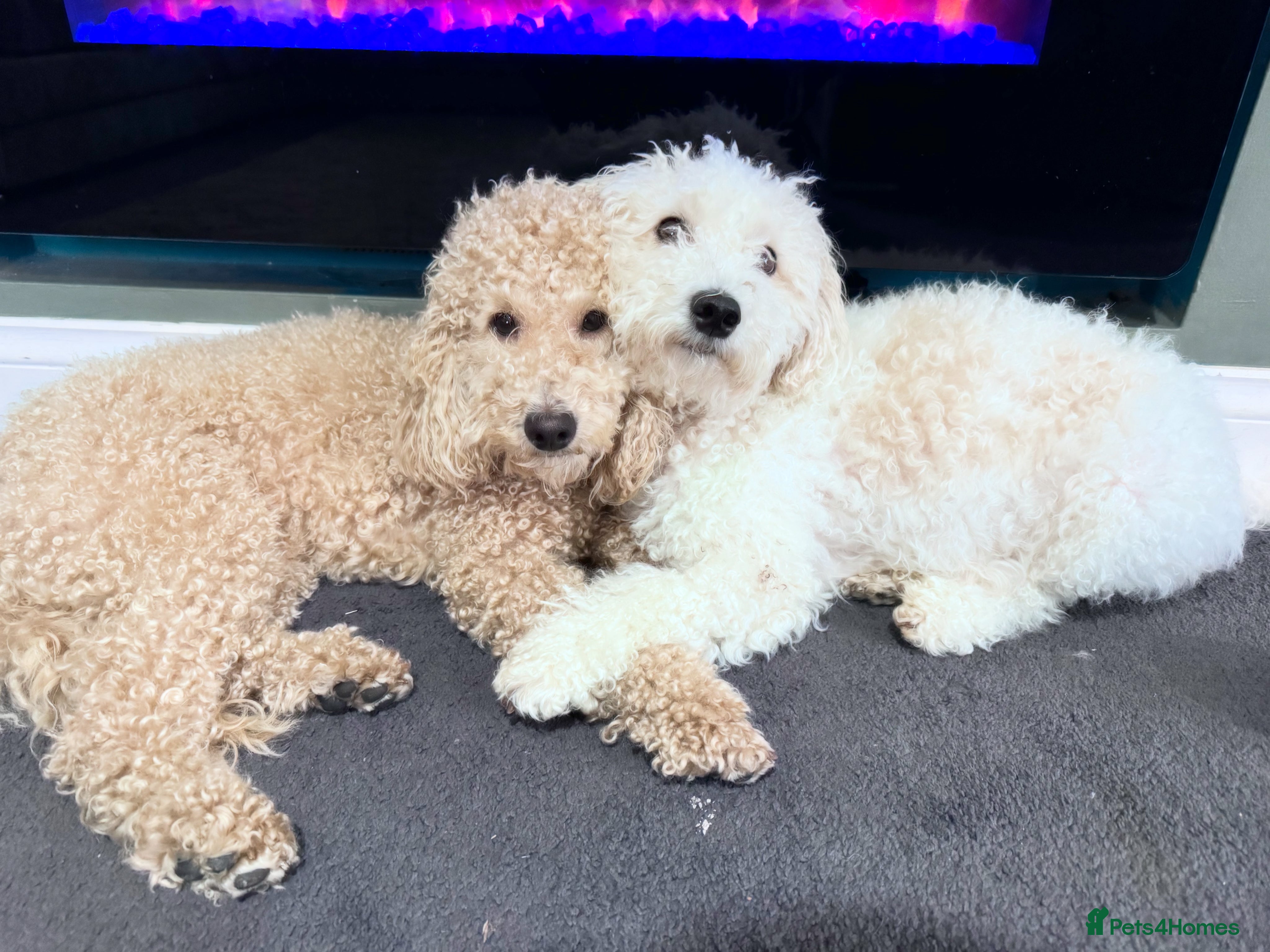 Poochon dogs Poochon puppies  - Advert 15