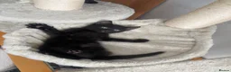 Mixed Breed cats for sale: 3 black kittens (boys) - Advert 8