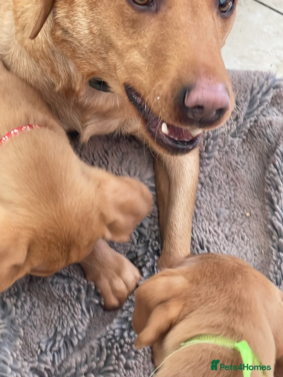 Labrador Retriever dogs for sale: Stunning Fox Red Labrador Retriever puppies - Advert 7