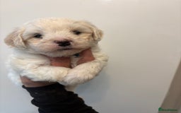 Maltipoo dogs for sale: 🤩 6 stunning Maltipoo puppies 🤩 - Image 2